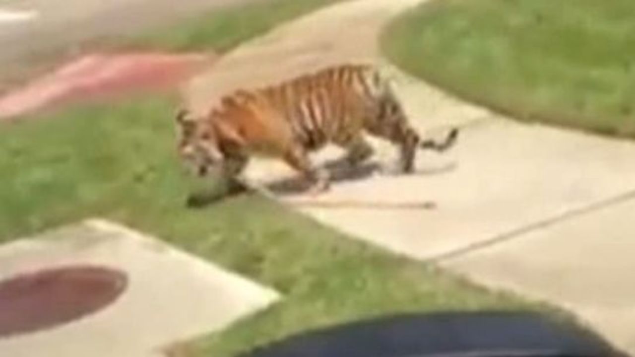 Tiger found wandering in Conroe neighborhood